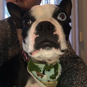 Meet your Posher, Holly